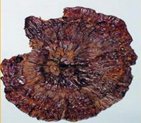 a brownish mushroom of Ganoderma duropora Lloyd.