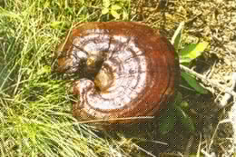 a brownish mushroom of Ganoderma duropora Lloyd grows in grass field.