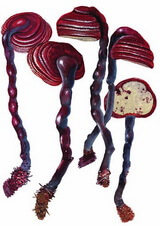 several red brownish mushrooms of Ganoderma flexipes Pat.