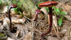 three reddish mushrooms of Ganoderma flexipes Pat grow in field
