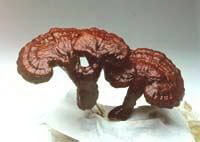 two red brownish mushrooms of Ganoderma fornicatum Fr.Pat. grow in a white pot