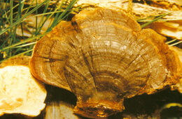 light brownish mushroom pieces of Ganoderma fulvellum Bres.