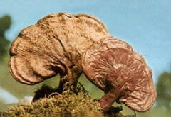 two brownish mushrooms of Ganoderma gibbosum Nees Pat grow in grass.