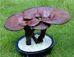 a potted mushroom landscape of Ganoderma guinanense J.D.Zhao et X.Q.Zhang