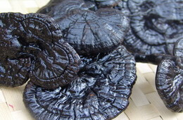 dark purple mushrooms of Ganoderma kunmingense J.D.Zhao.