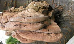 a pale brownish mushroom of Ganoderma lobatum Schw. Atk. grows on trunk