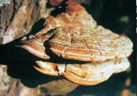 a pale brown mushroom of Ganoderma lobatum Schw. Atk. grows on trunk