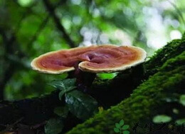 a brownish mushroom of Ganoderma luteomarginatum J.D.Zhao,L.W.Hsu et X.Q.Zhang grows on tree trunk