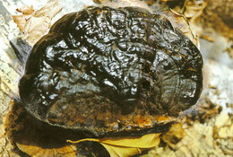 a blackish mushroom of Ganoderma mastoporum Lév Pat grows on trunk.