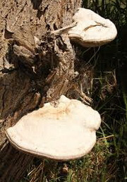 two whitish mushrooms of Ganoderma monglicum grow in trunk.