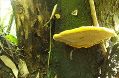 a yellowish mushroom of Ganoderma tsugae grows on trunk.