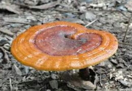 an orange-colored mushroom of Ganoderma tsugae grows in field.