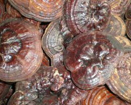 many brownish mushrooms of Ganoderma ochrolaccatum Mont Pat are piled together.