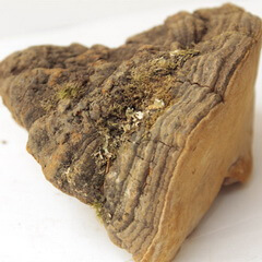 a light brownish mushroom piece of Ganoderma parviungulatum J.D.Zhao et X.Q.Zhang.