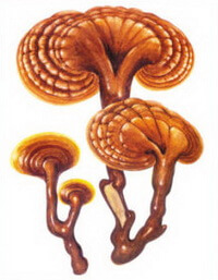 a colorful reddish mushrooms of Ganoderma ramosissimum J.D.Zhao.