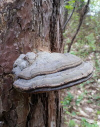 a pale brownish mushroom of Ganoderma resinaceum.