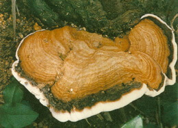 a pale brownish mushroom of Ganoderma sanmingense J.D. Zhang et X.Q. Zhang. grow on a trunk