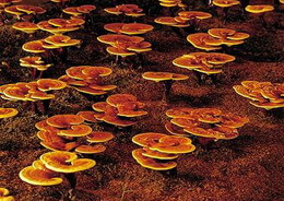 many mushrooms of Ganoderma shandongense.J.D.Zhao et L.W.Hsu. grow in a cultivation field