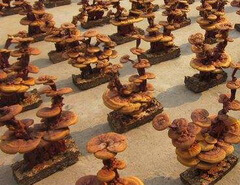 many artcrafts or potted mushrooms made of Ganoderma shandongense.J.D.Zhao et L.W.Hsu.