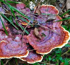 several brownish mushrooms of Ganoderma sichuanense J.D. Zhao & X.Q. Zhang. grow in grass