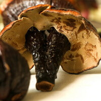 several collected mushrooms of Ganoderma sichuanense J.D. Zhao & X.Q. Zhang.