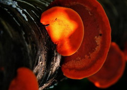 several mushrooms of Ganoderma parviungulatum J.D.Zhao et X.Q.Zhang. grow on a trunk
