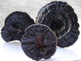 three blackish mushrooms of Ganoderma submubraculum Imazeki.