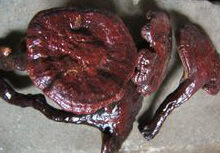 several brownish mushrooms of Ganoderma theaecolum J. D. Zhao.