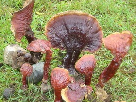 several brownish mushrooms of Ganoderma tibetanum J.D.Zhao et X.Q.Zhang. grow in grass field