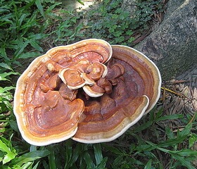 a big brownish mushroom of Ganoderma tropicum Jungh.Bres grows in field