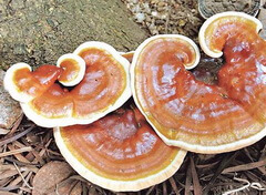 three brownish mushrooms of Ganoderma tropicum Jungh.Bres grow around trunk