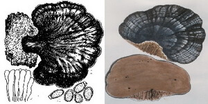 mushroom drawing of Ganoderma valesiacum.