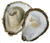 un mollusco in due metà di Pinctada margaritifera Linnaeus