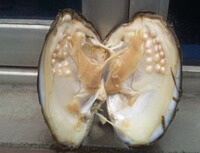 un mollusco aperto di Pinctada margaritifera Linnaeus
