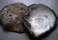 un mollusco di Pinctada maxima Jameson