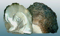 due metà di molluschi di Pinctada maxima Jameson