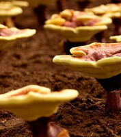 Champignons lingzhi cultivés rouge brillant Ganoderma