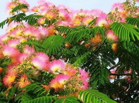 Albizia julibrissin Durazz.:albero in fiore