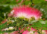 Albizia julibrissin Durazz.:albero in fiore