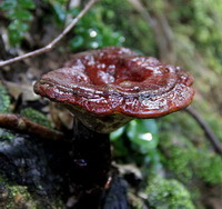 un Ganoderma lucidum rouge brunâtre Leyss.ex P. Karst. pousse dans une zone humide