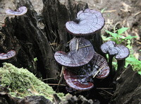 plusieurs ganoderma pourpre, Ganoderma sinense Zhao,Xu et Zhang.grow autour des camions