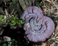 un ganoderma pourpre, Ganoderma sinense Zhao,Xu et Zhang. pousse sur un tronc