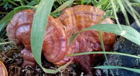 plusieurs Ganoderma ligneux, Ganoderma tsugae poussent dans l herbe