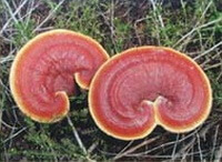 Deux tsugae Ganoderma rougeâtres Woody Ganoderma poussent dans un champ