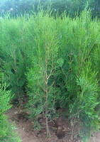 piccoli alberi di Platycladus orientalis L.Franco. crescono in un campo