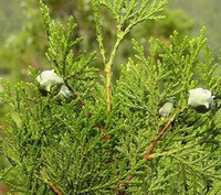 albero di Platycladus orientalis L.Franco con frutti