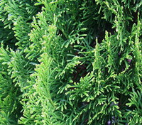 molte foglie verdi di Platycladus orientalis L.Franco.