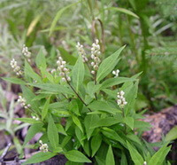 Plantes fleuries de Polygala senega L avec des épis de fleurs blanches