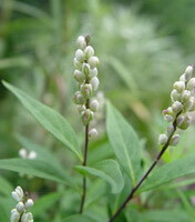 plante fleurie de Polygala senega L. avec des fleurs blanches
