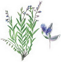dessin coloré de Polygala sibirica L., plante et fleur